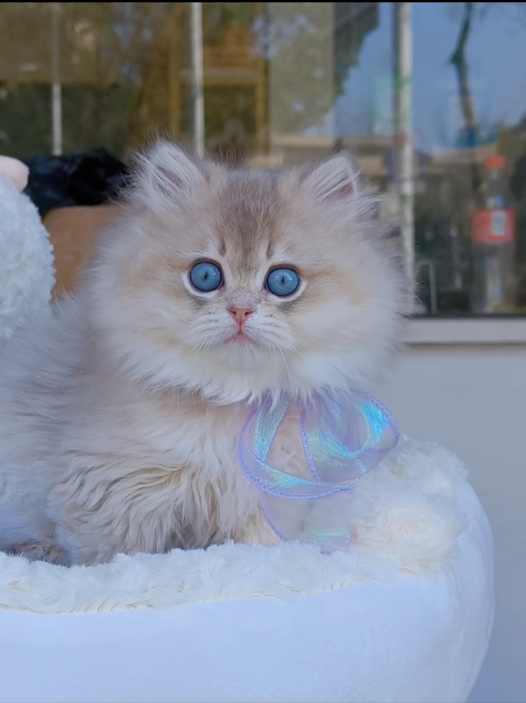 精品蓝金渐层长毛,江浙沪包邮,送套用品